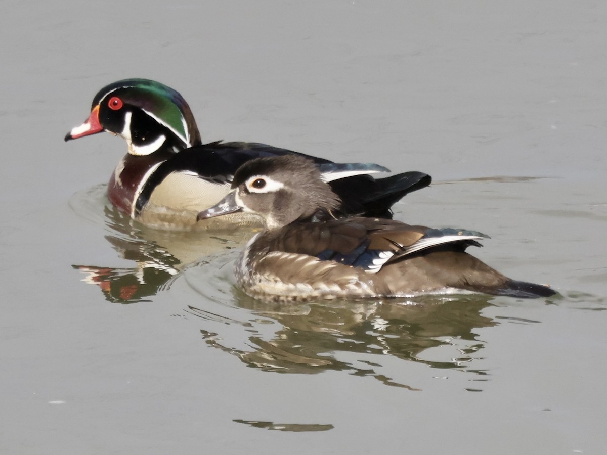 Wood Duck - ML551363401