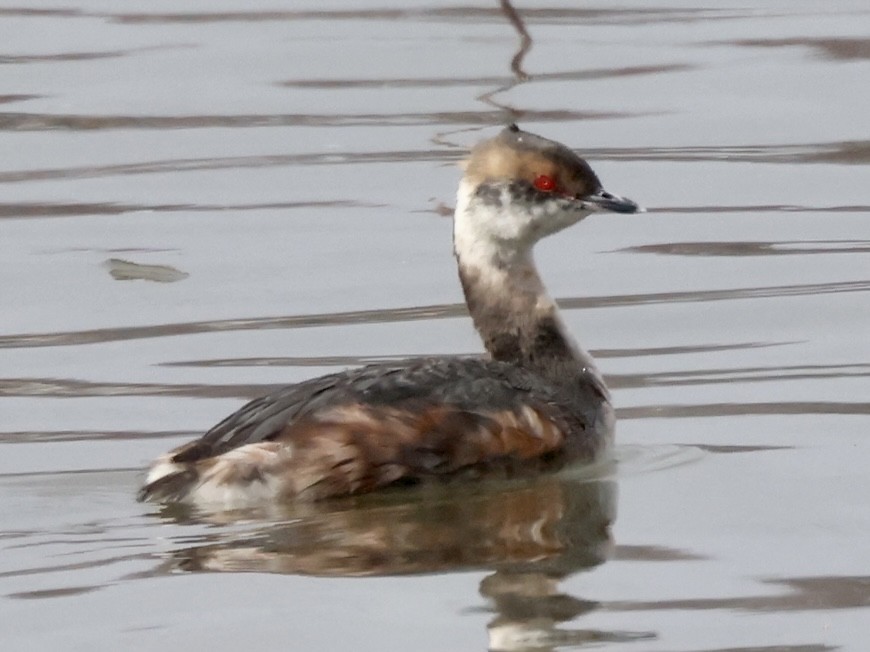 Horned Grebe - ML551363431