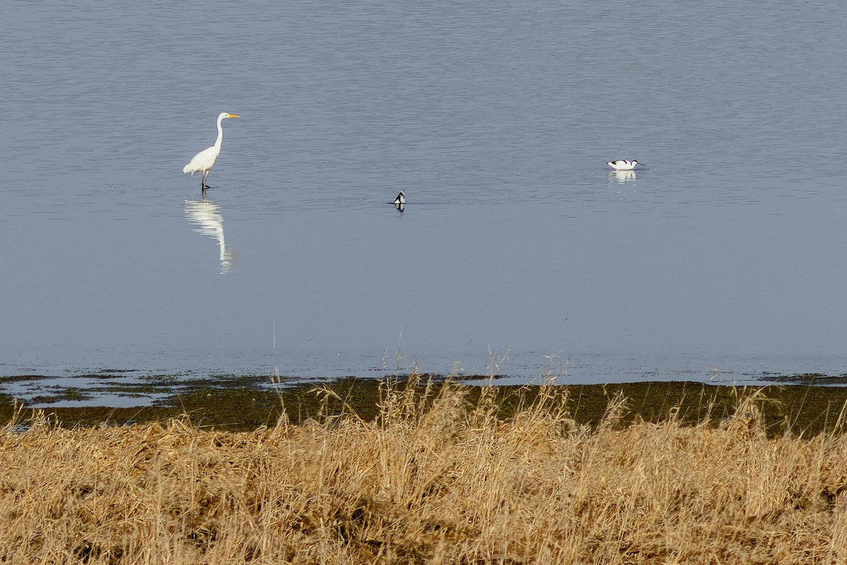 Great Egret - ML551365141