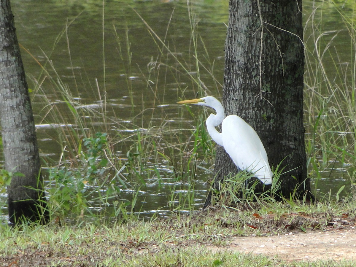 Great Egret - Mary Mehaffey