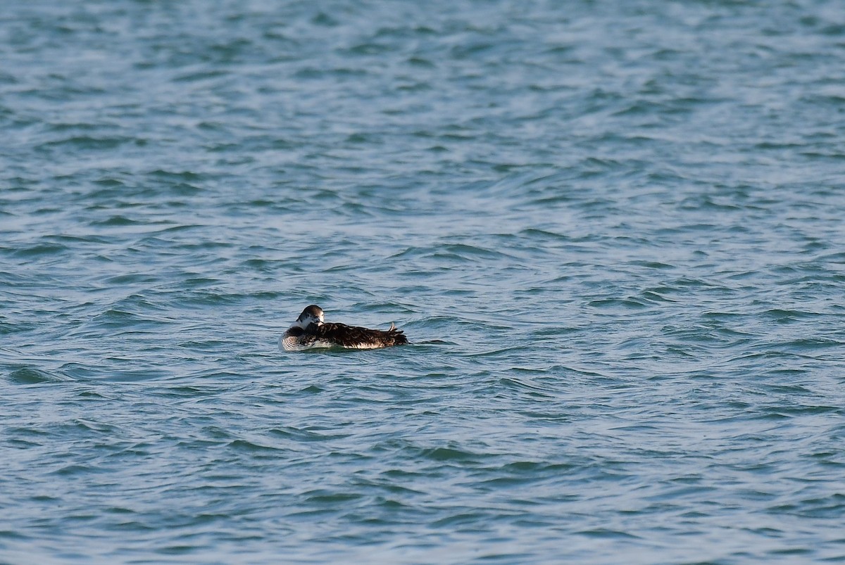 Common Loon - ML551365621