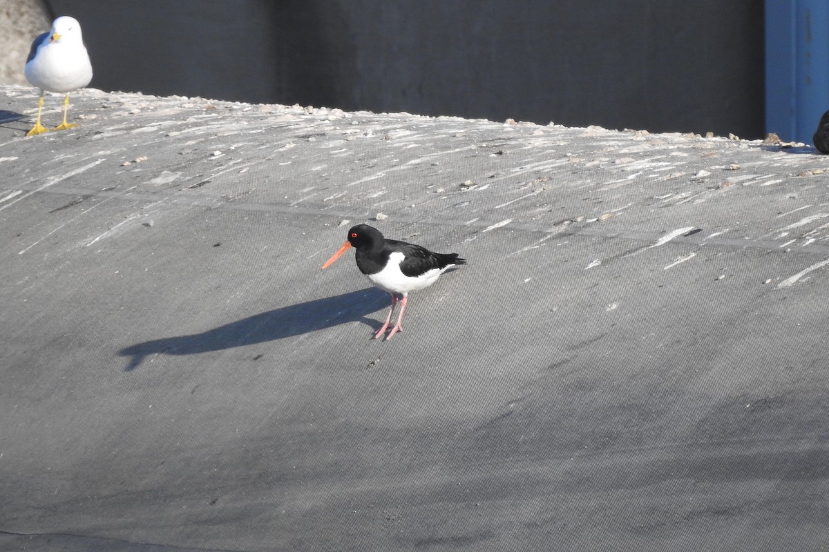 Eurasian Oystercatcher - ML551366171