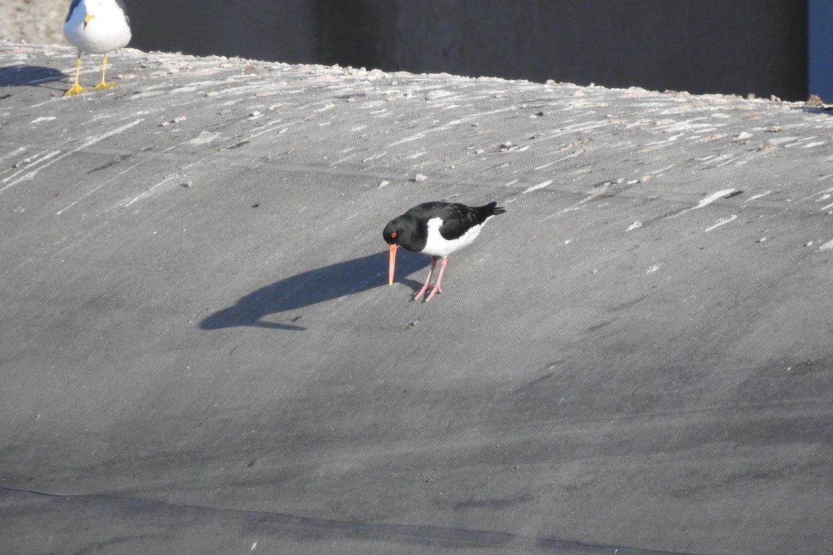 Eurasian Oystercatcher - ML551366181