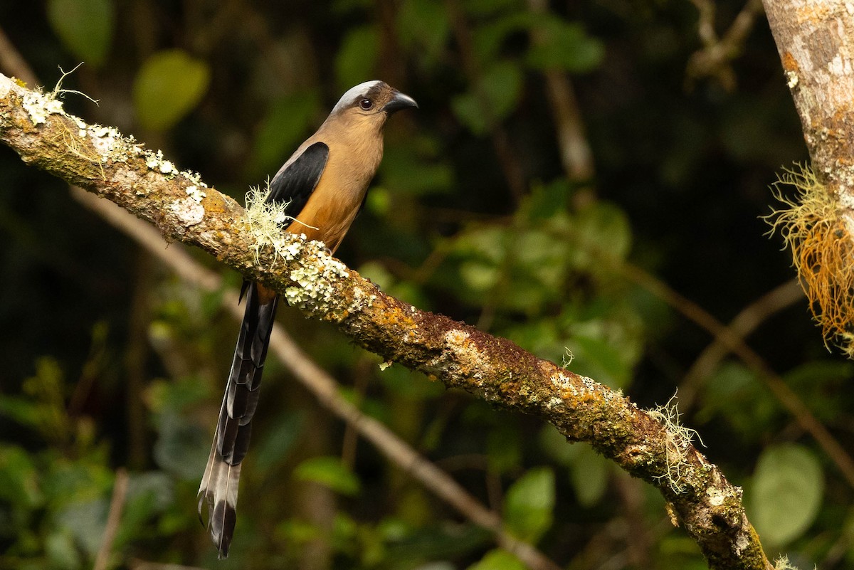 Bornean Treepie - ML551366641