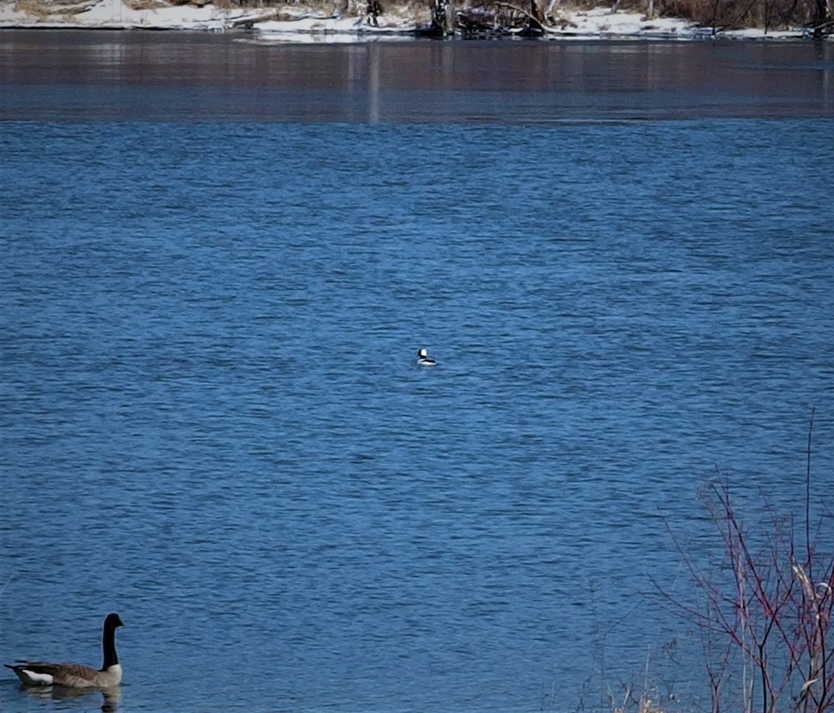 Common Merganser - ML551368391