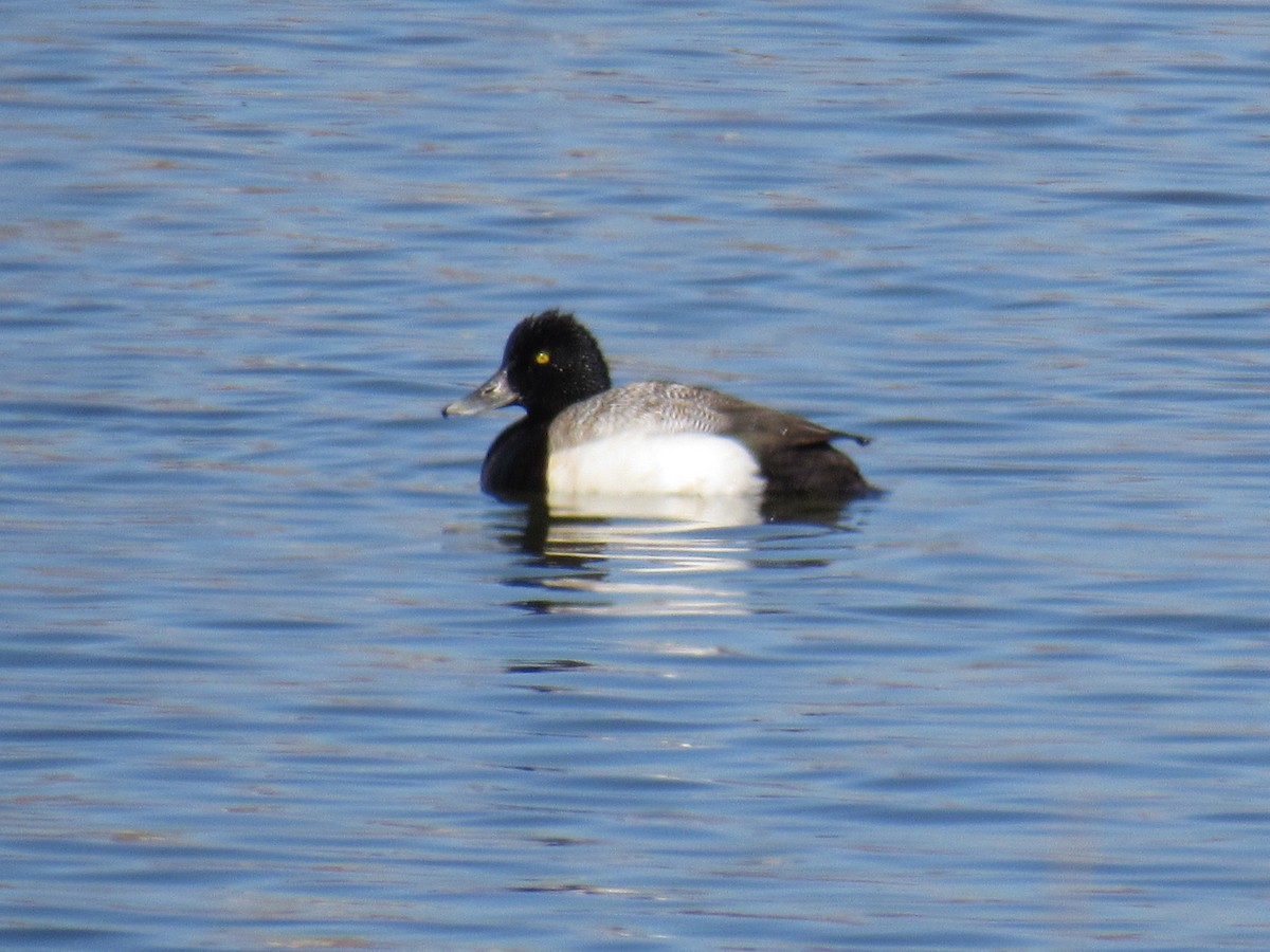 Lesser Scaup - Dennis Harnly