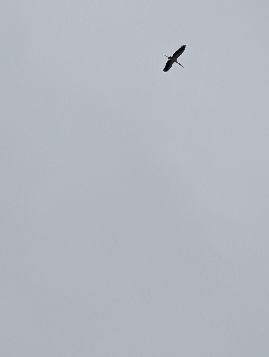 Wood Stork - ML551370071