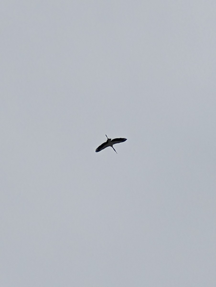 Wood Stork - ML551370091