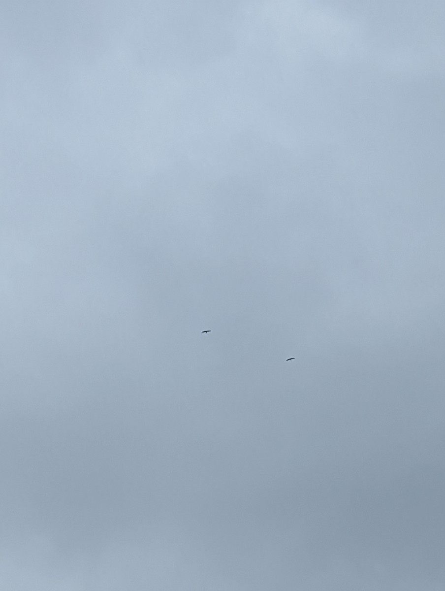 Wood Stork - ML551370101