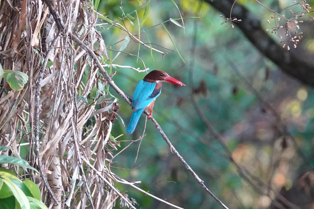 White-throated Kingfisher - ML551370201