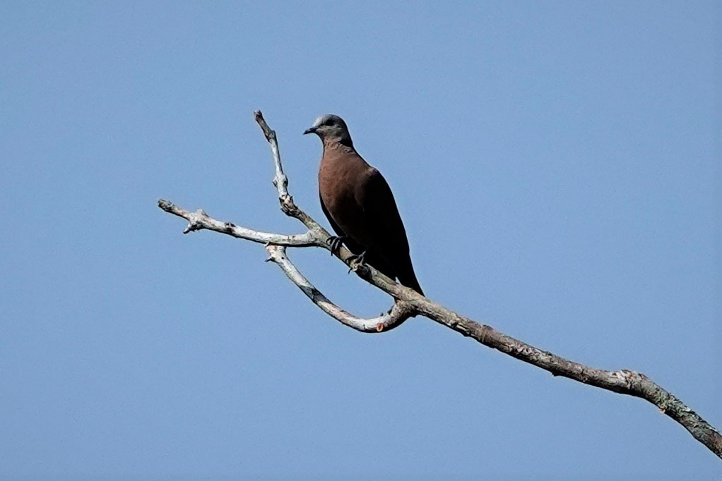 Red Collared-Dove - TK Birder