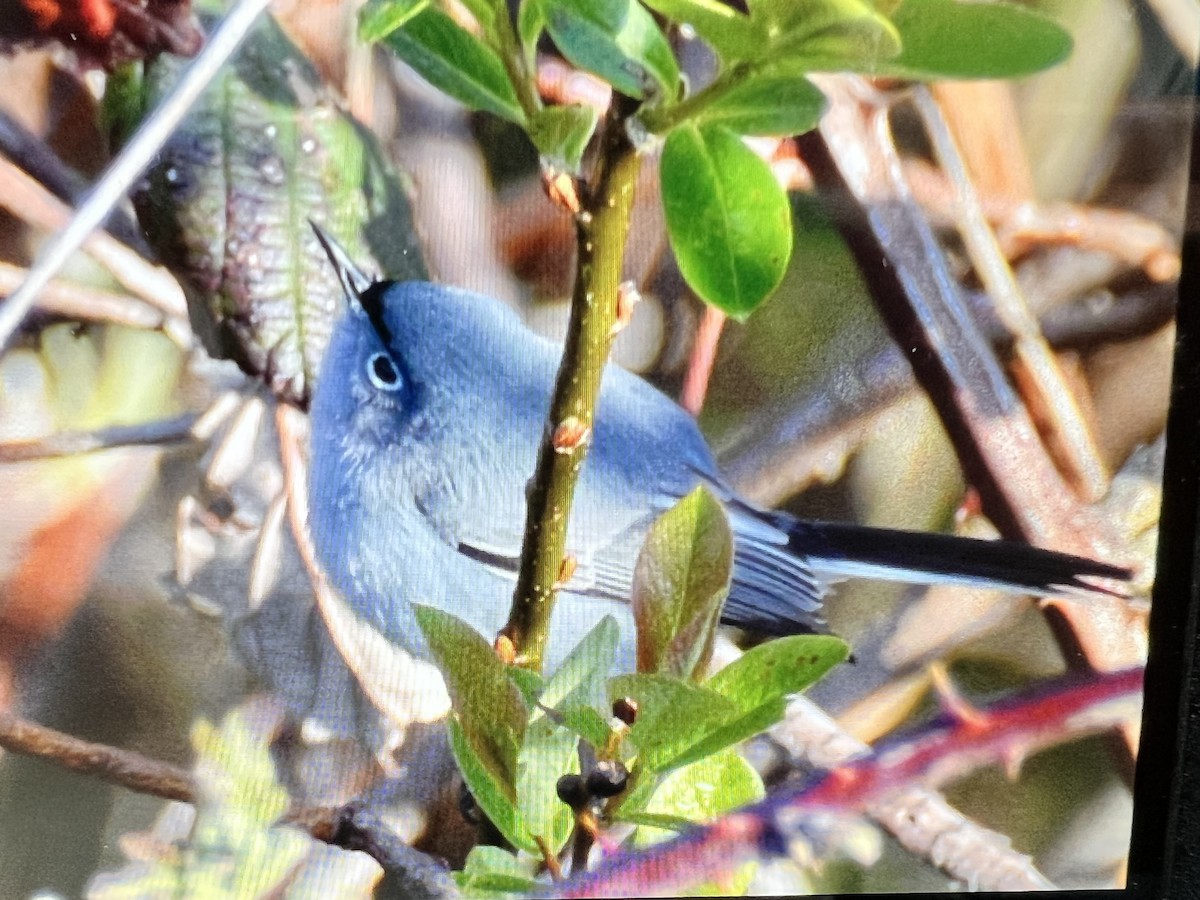 Blue-gray Gnatcatcher - Ron Avers