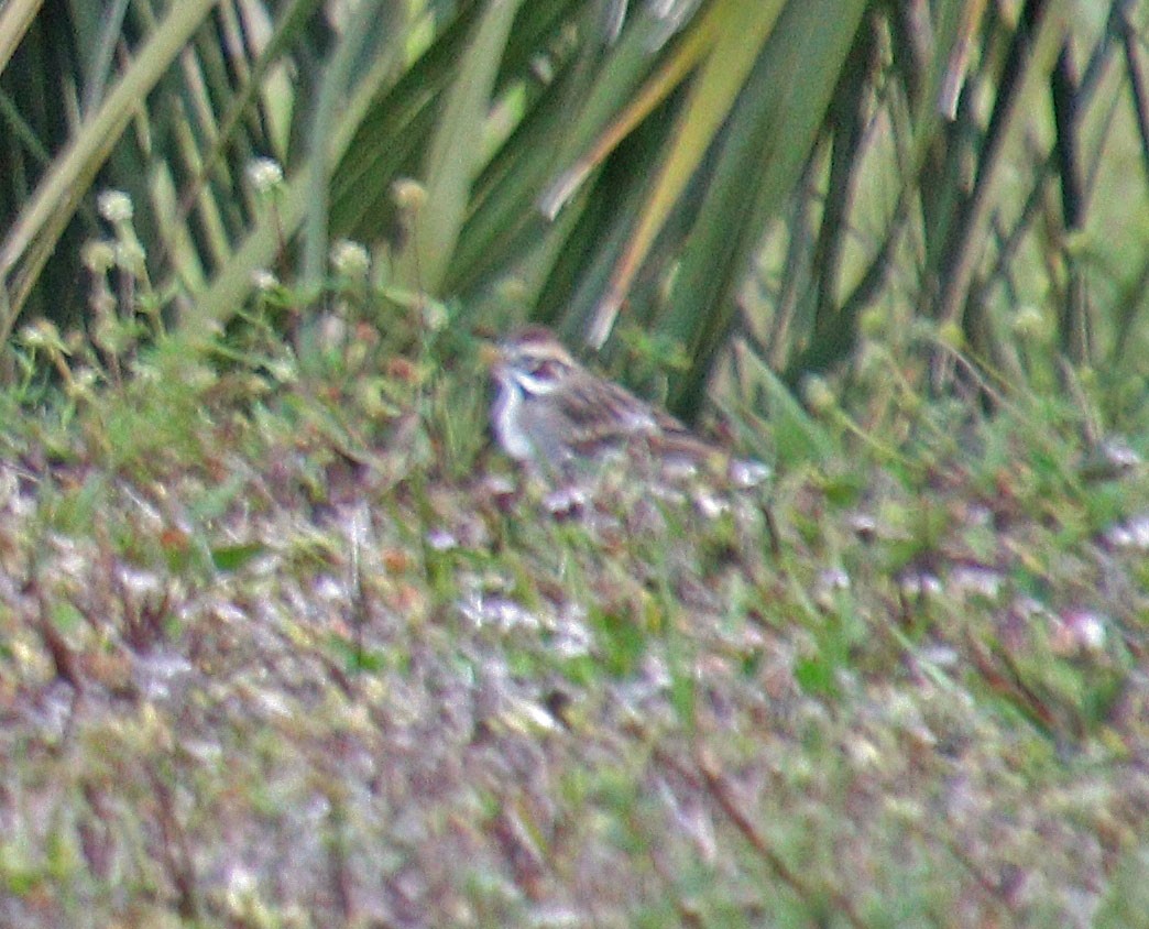 Lark Sparrow - ML551372591