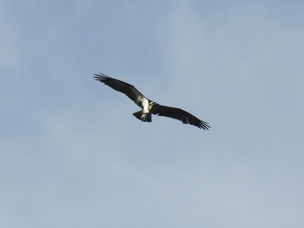 Águila Pescadora - ML551374101
