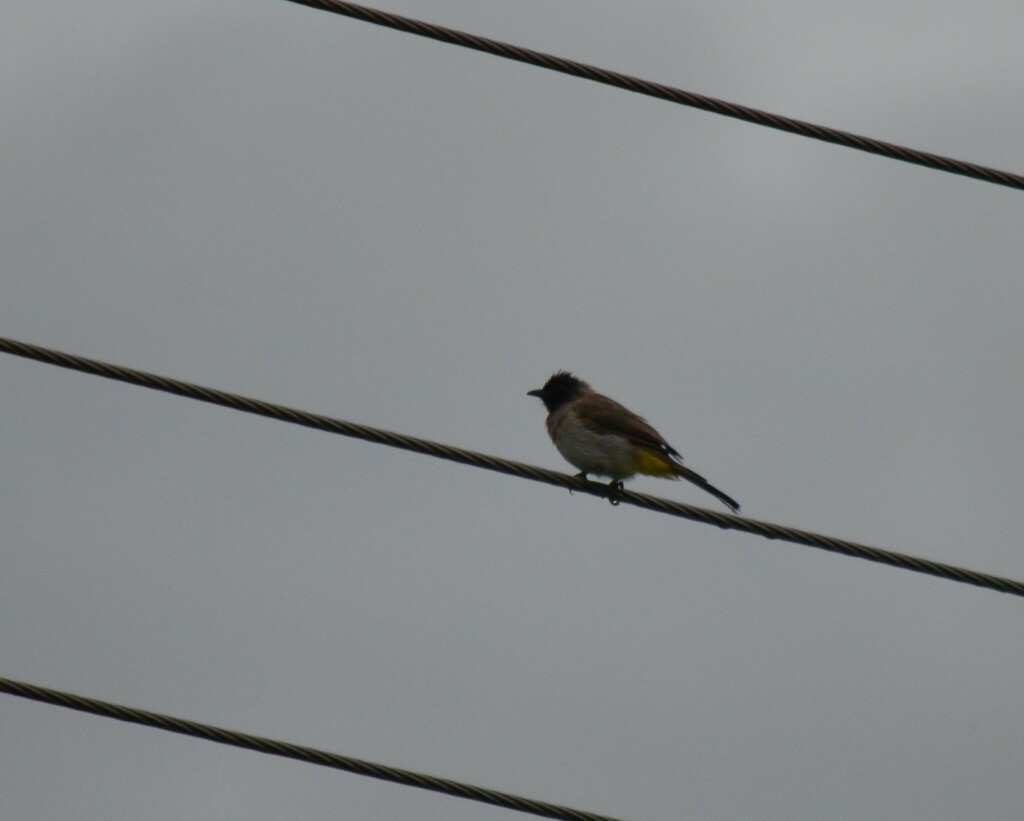 Bulbul des jardins - ML551375691