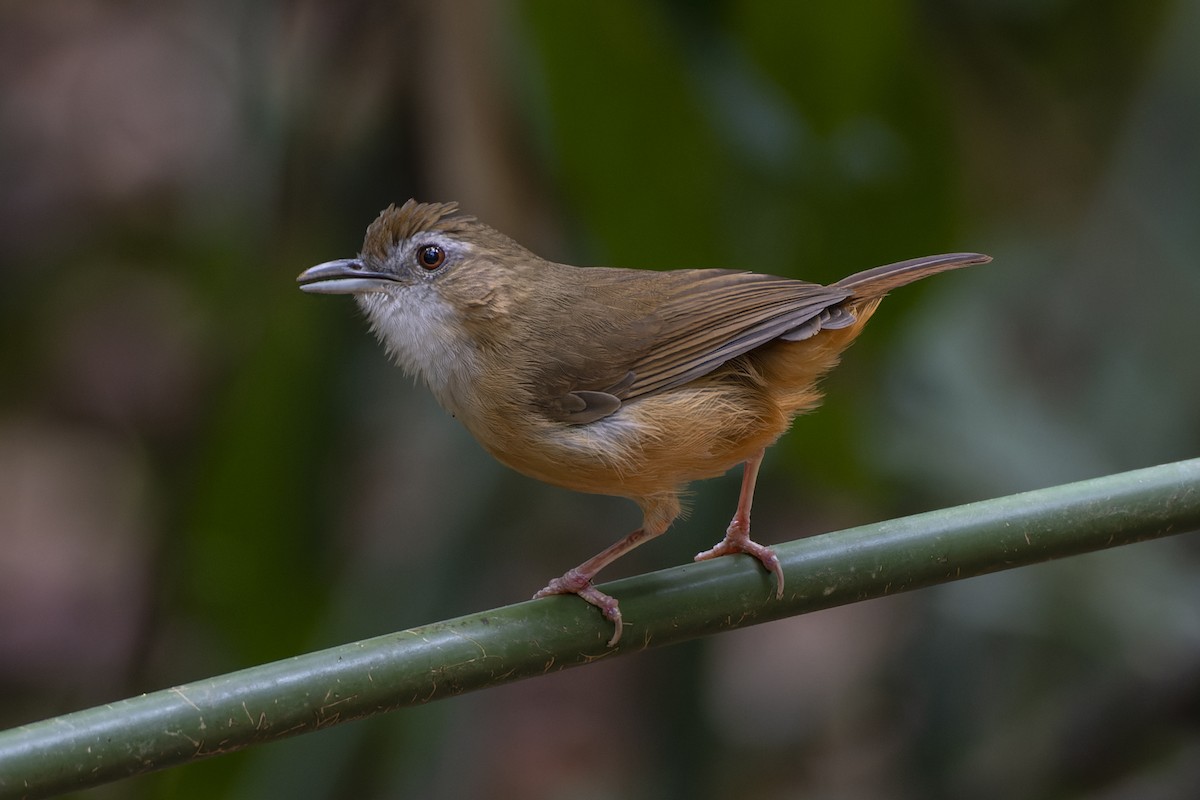 Abbott's Babbler - Jeff Maw