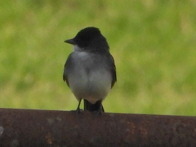 Eastern Kingbird - ML551377611