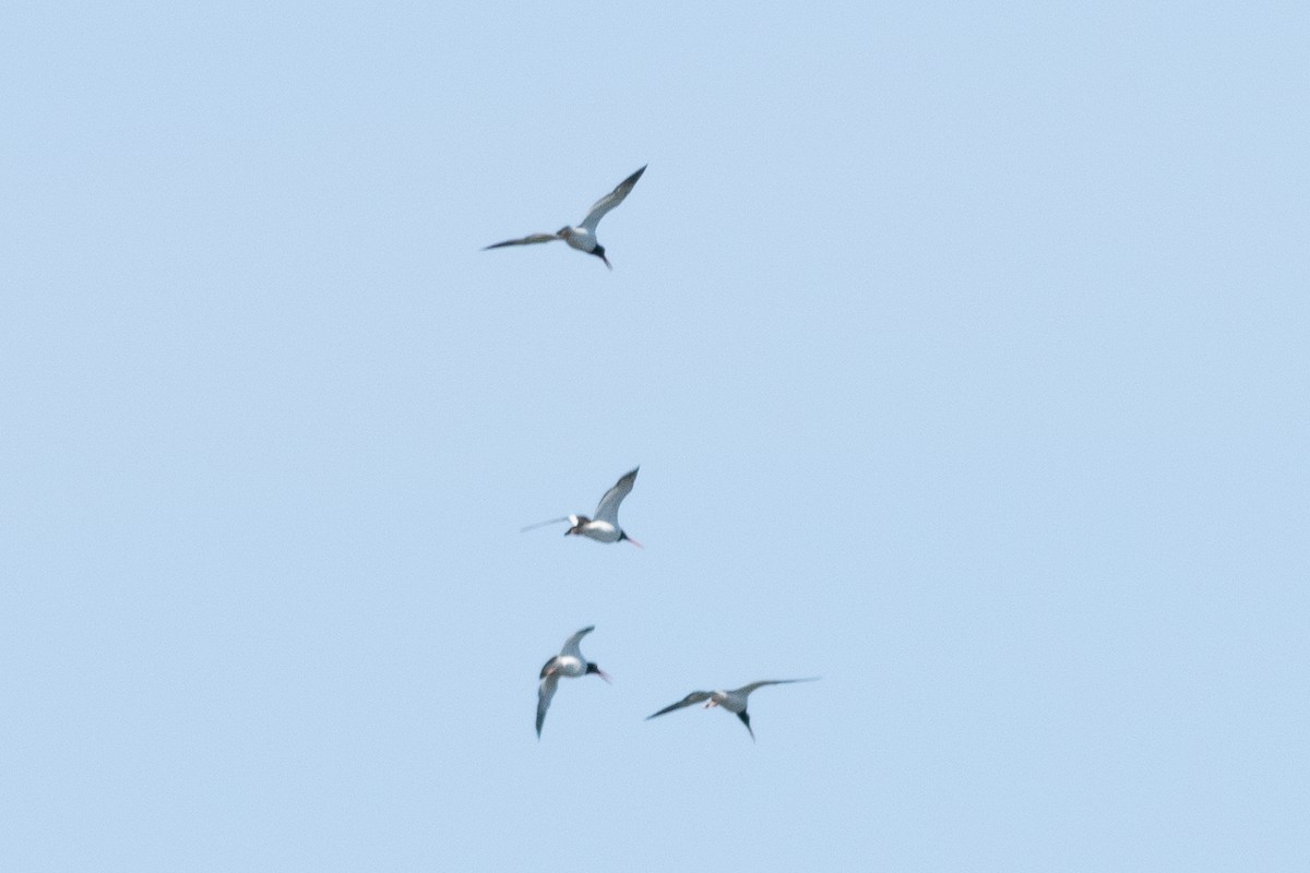 American Oystercatcher - ML551378331