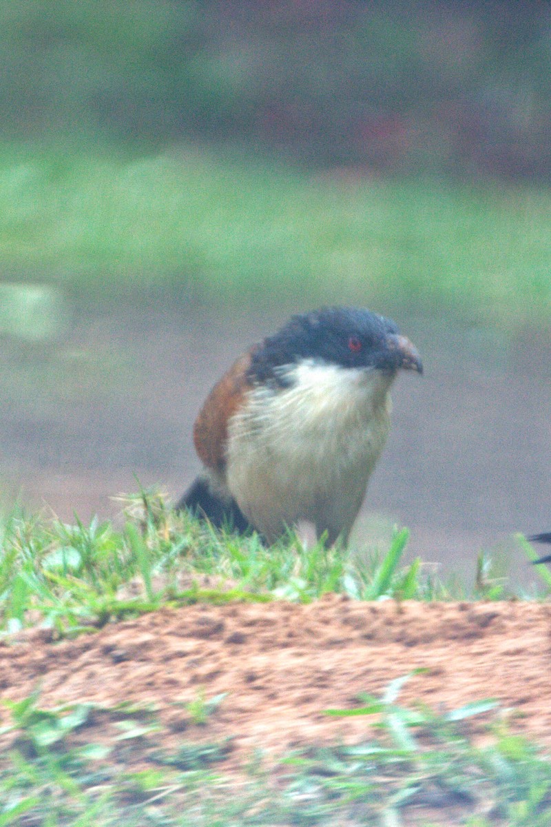 White-browed Coucal (Burchell's) - ML551378541
