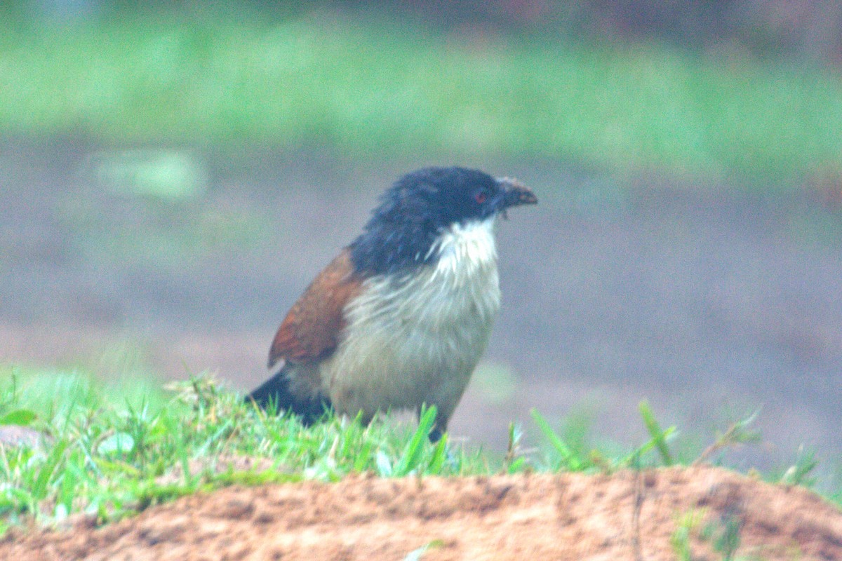 White-browed Coucal (Burchell's) - ML551378551