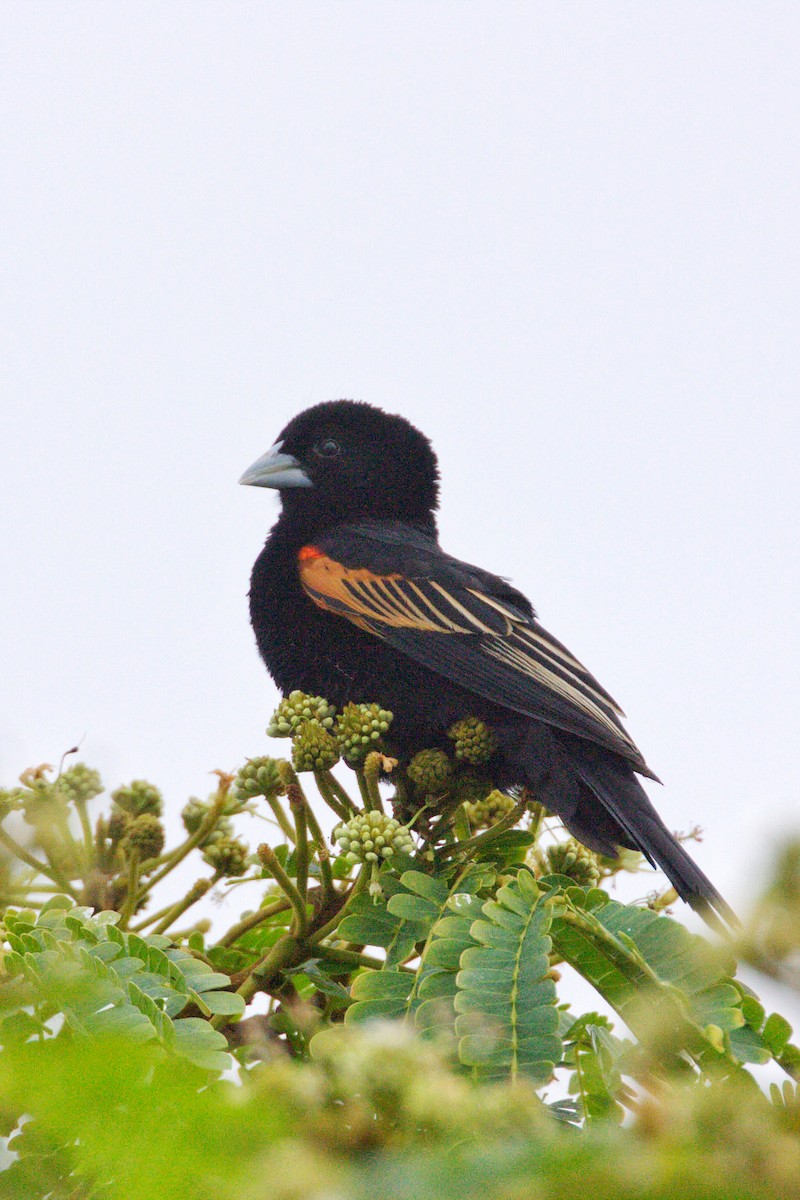 Fan-tailed Widowbird - ML551378721