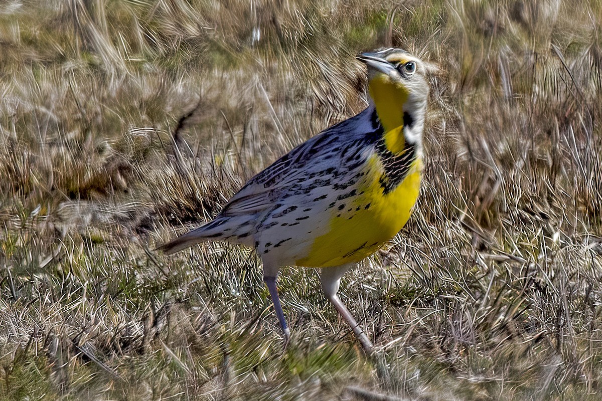 Western Meadowlark - ML551378791