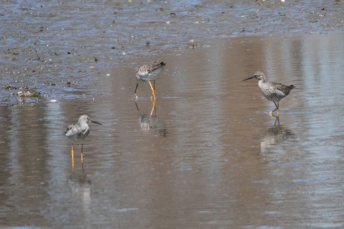 Greater Yellowlegs - ML551378961