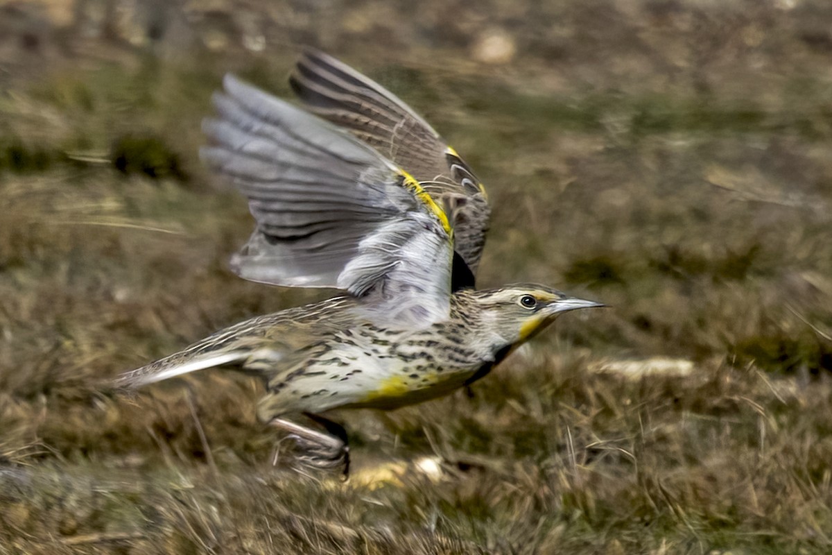 Western Meadowlark - ML551379631