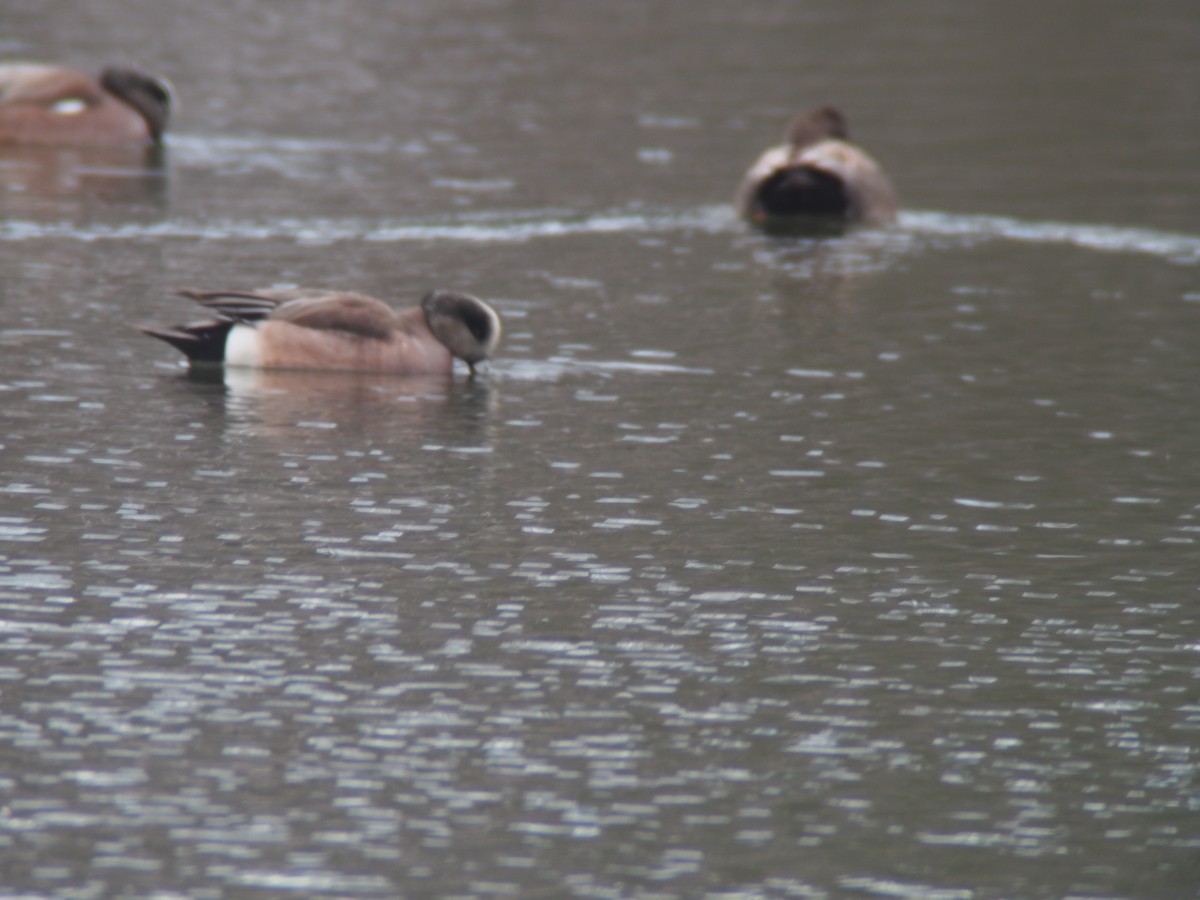 American Wigeon - Louise L. Gomez