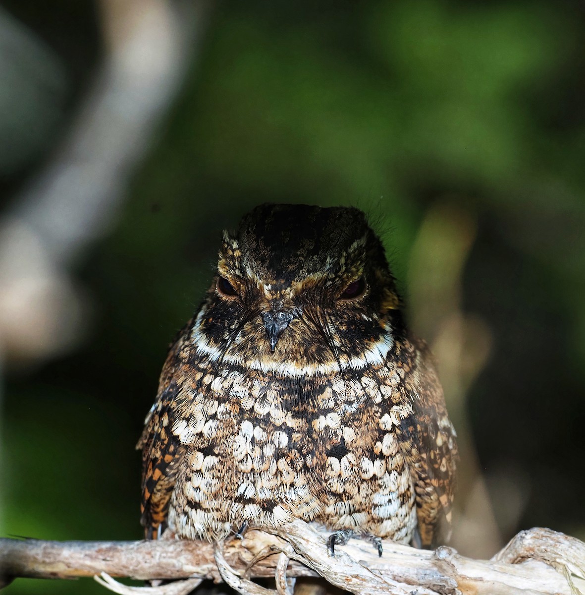 Puerto Rican Nightjar - ML551380121