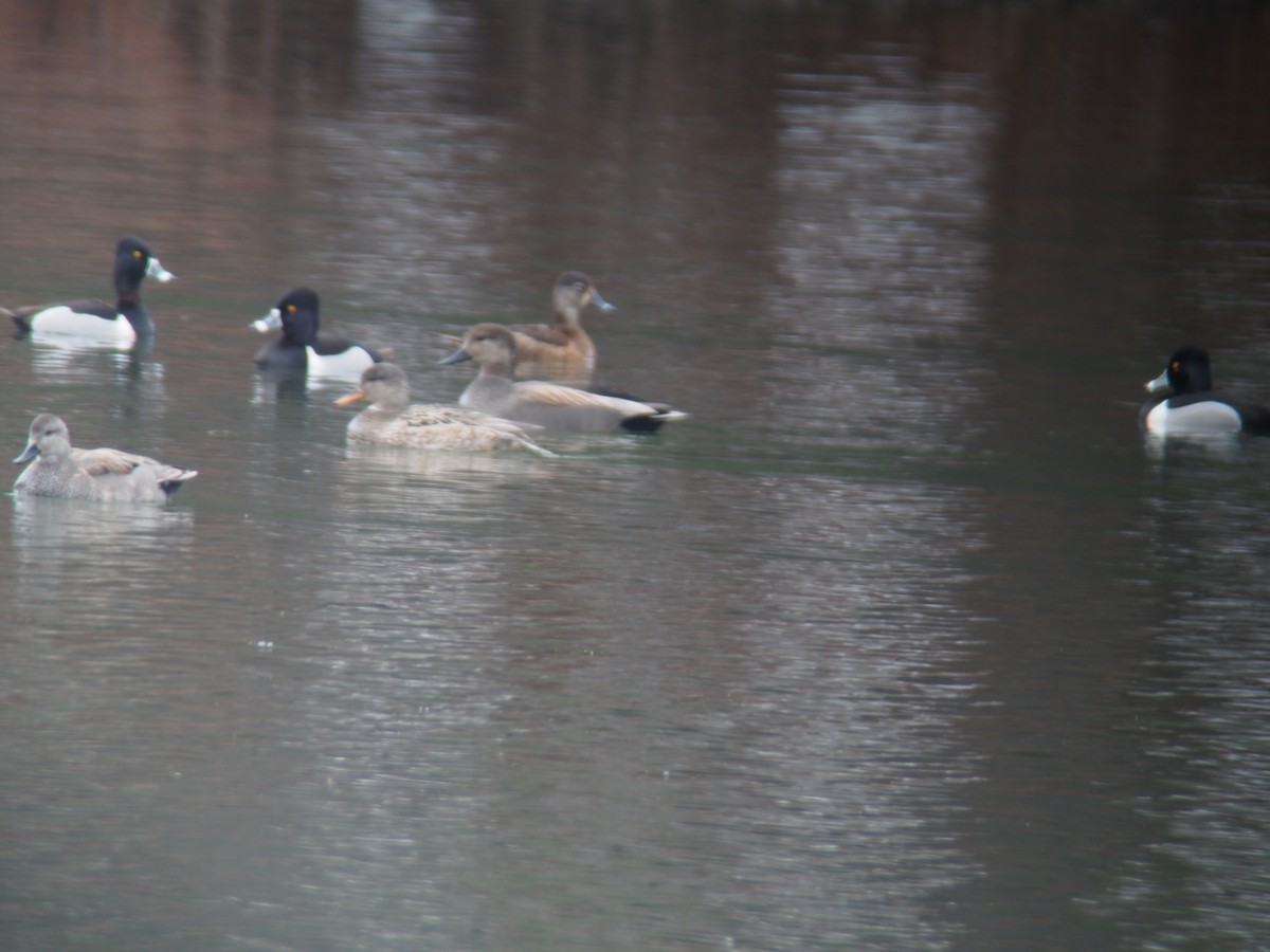 Ring-necked Duck - Louise L. Gomez