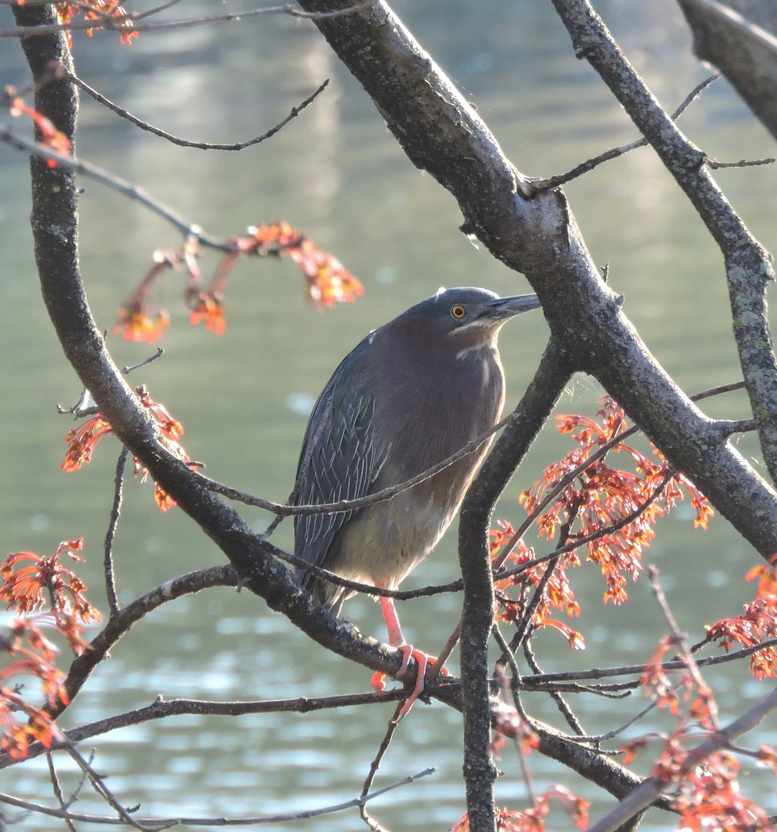 Green Heron - ML551380501