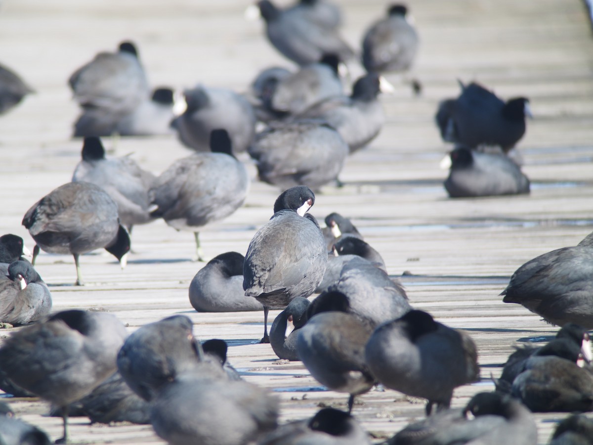 American Coot - Louise L. Gomez