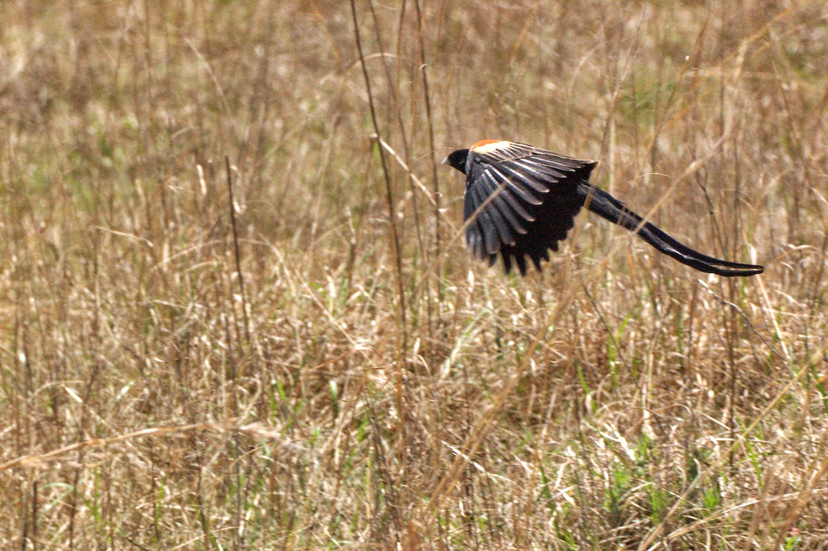 Long-tailed Widowbird - ML551381111