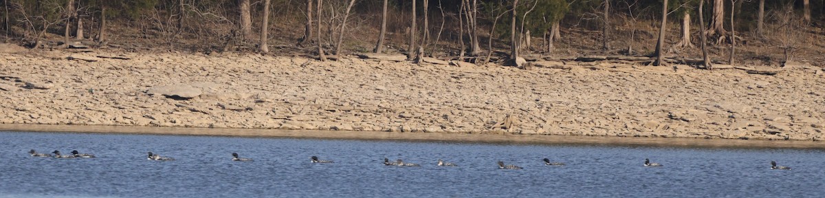 Common Loon - ML551382511