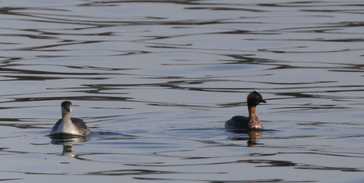 Horned Grebe - ML551382561