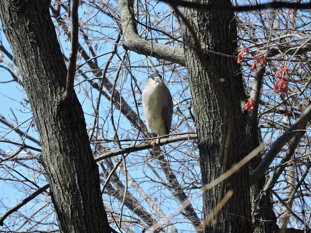Black-crowned Night Heron - ML551382701