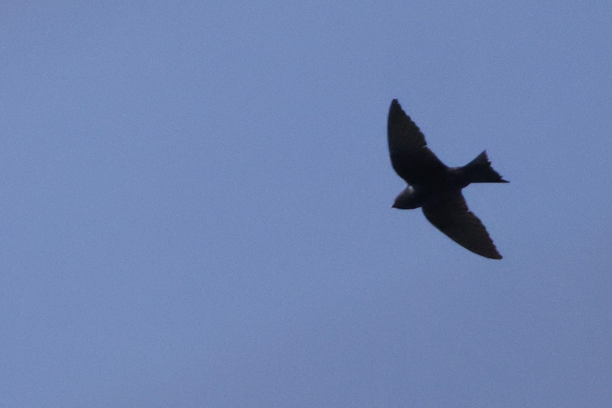 Purple Martin - ML551382721