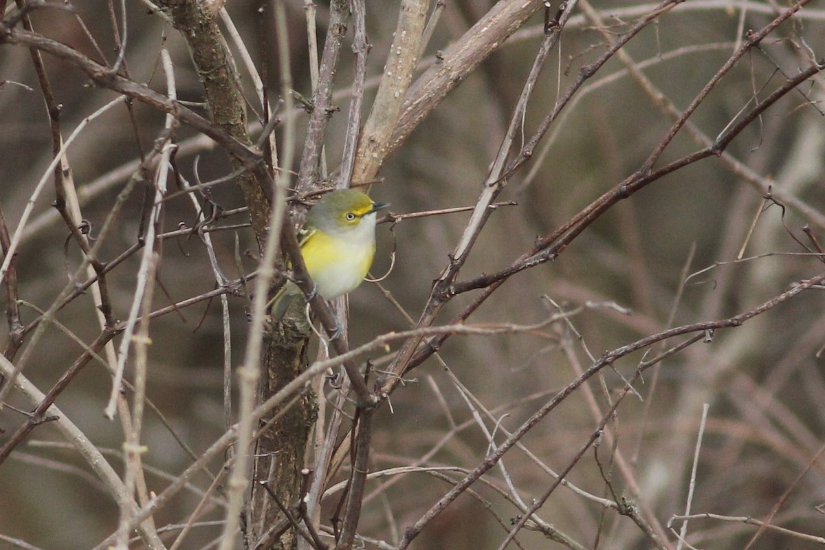 White-eyed Vireo - ML551384111