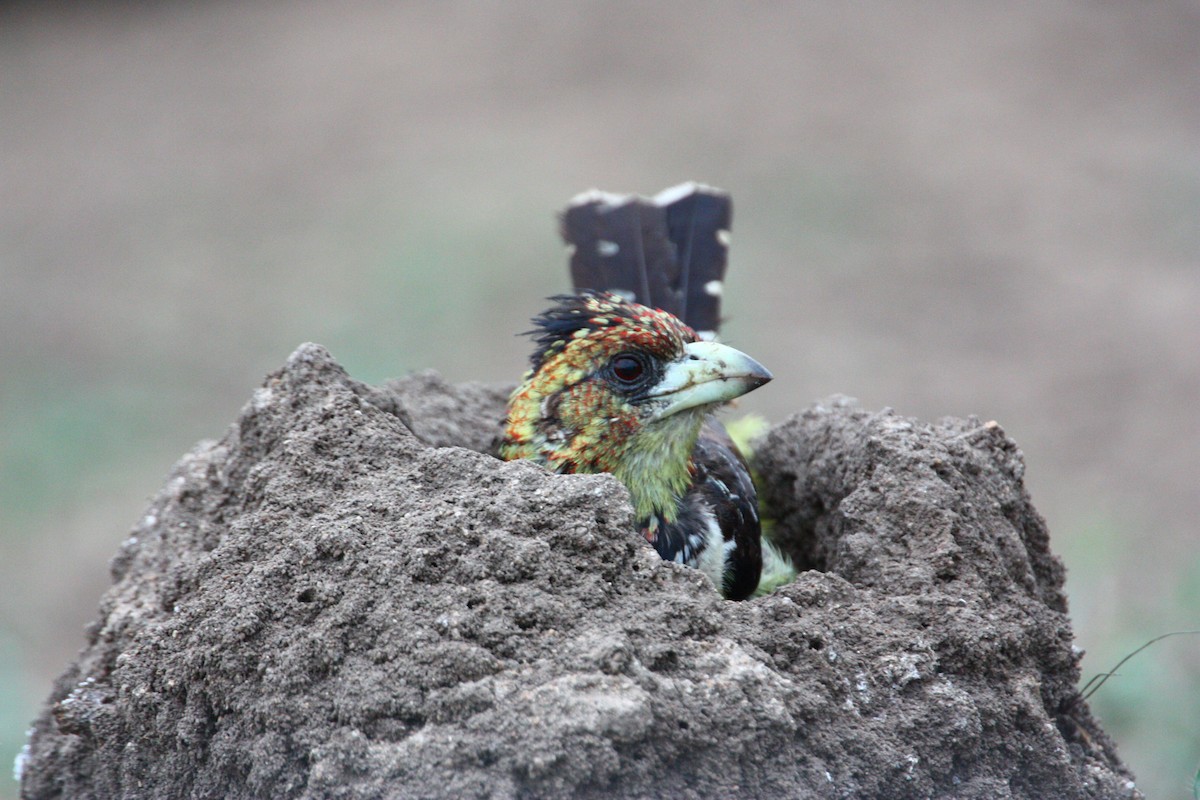 Crested Barbet - ML551385881