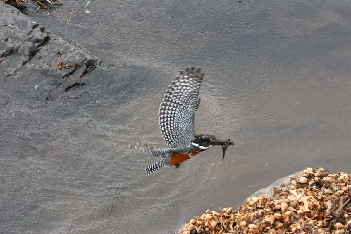 Giant Kingfisher - ML551386131