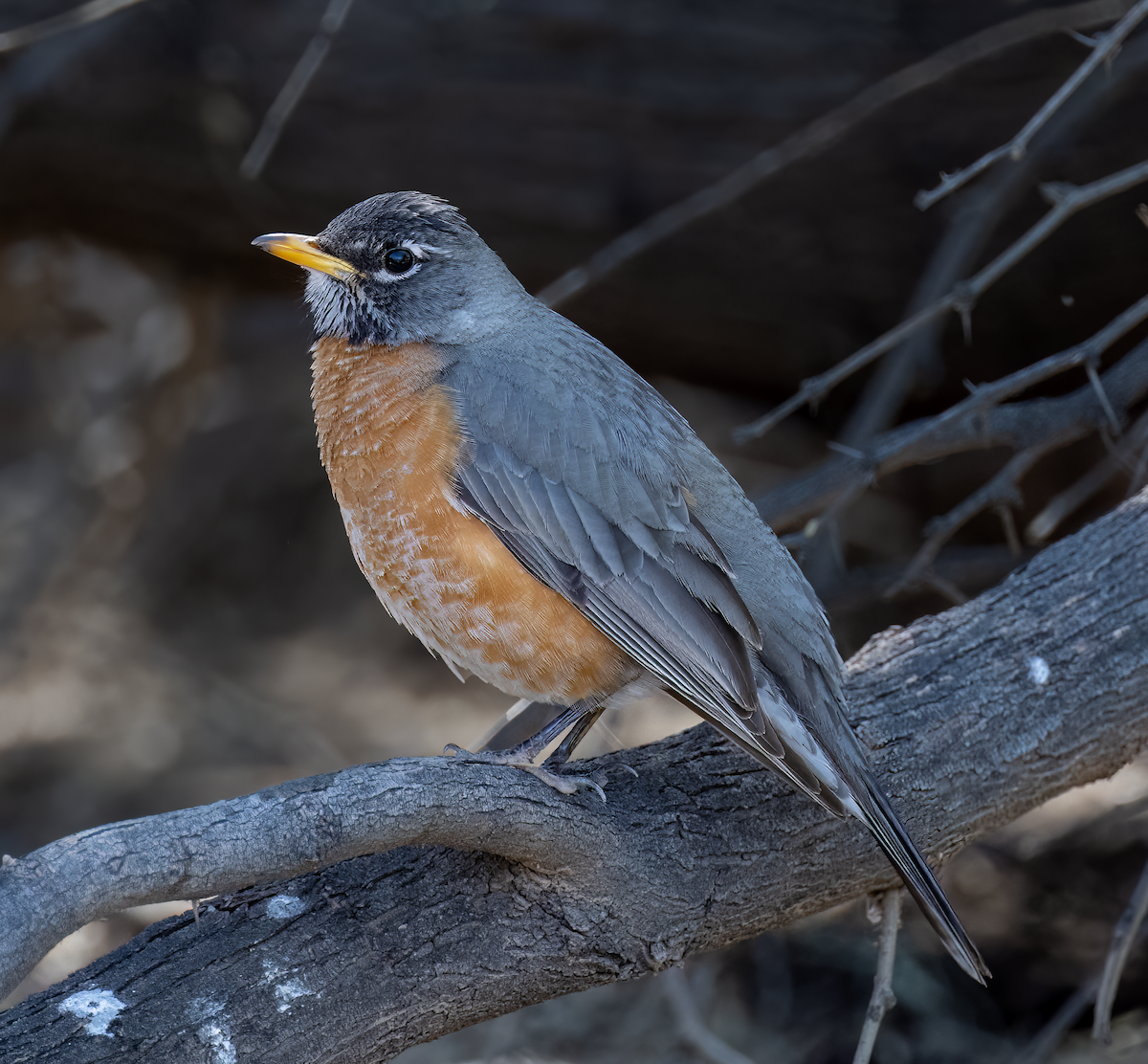 American Robin - ML551386301