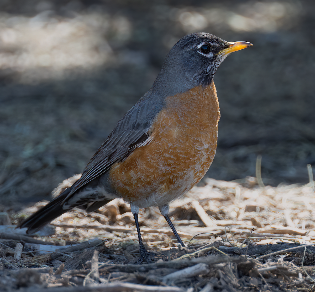 American Robin - ML551386331