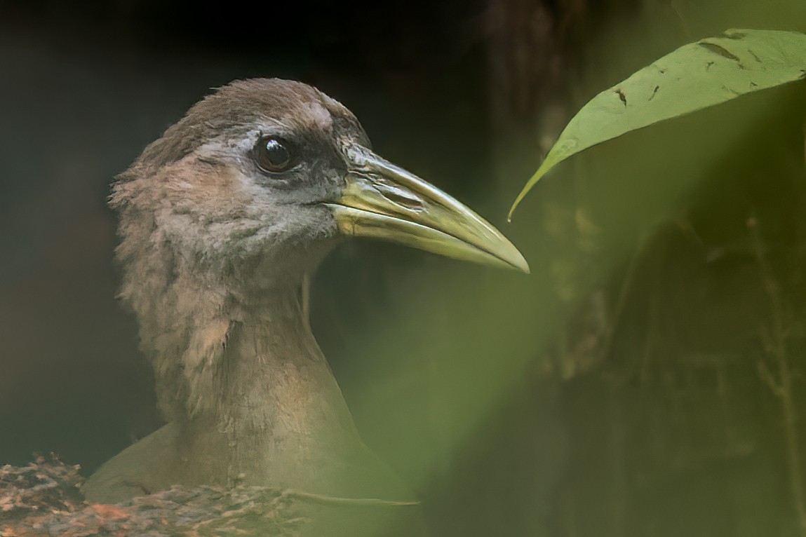 New Guinea Flightless Rail - Megacrex inepta - Media Search - Macaulay ...