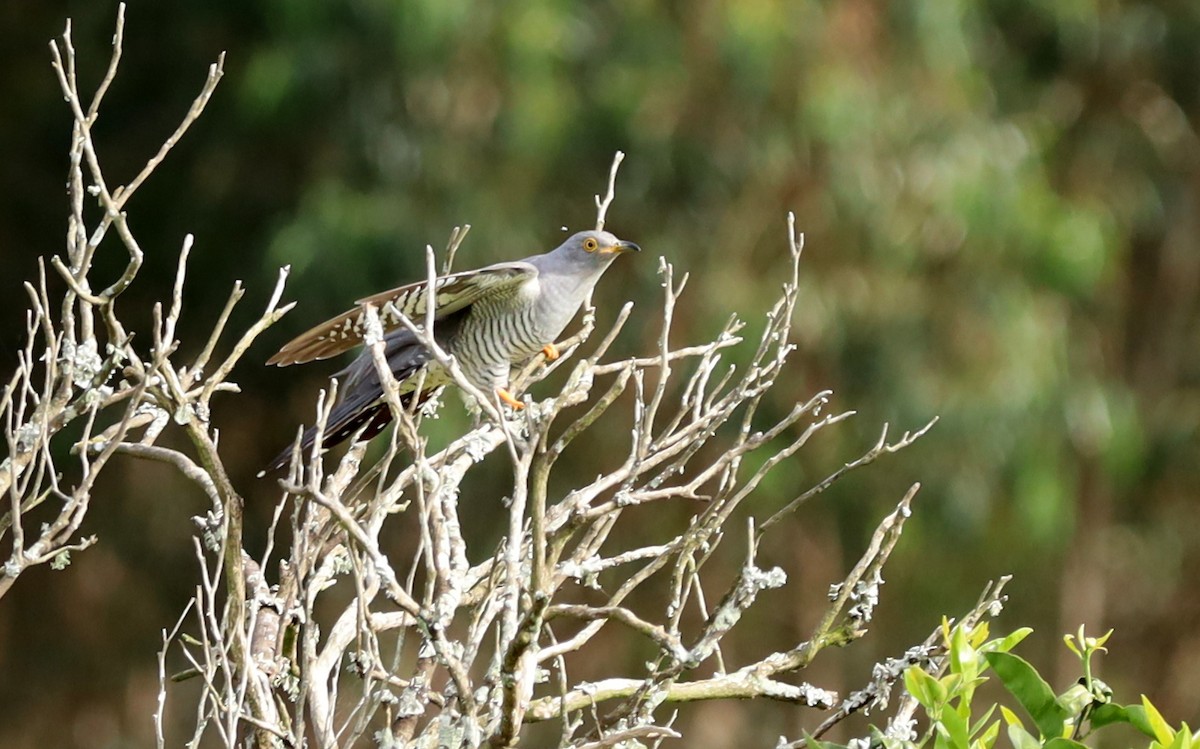 Common Cuckoo - ML551386741