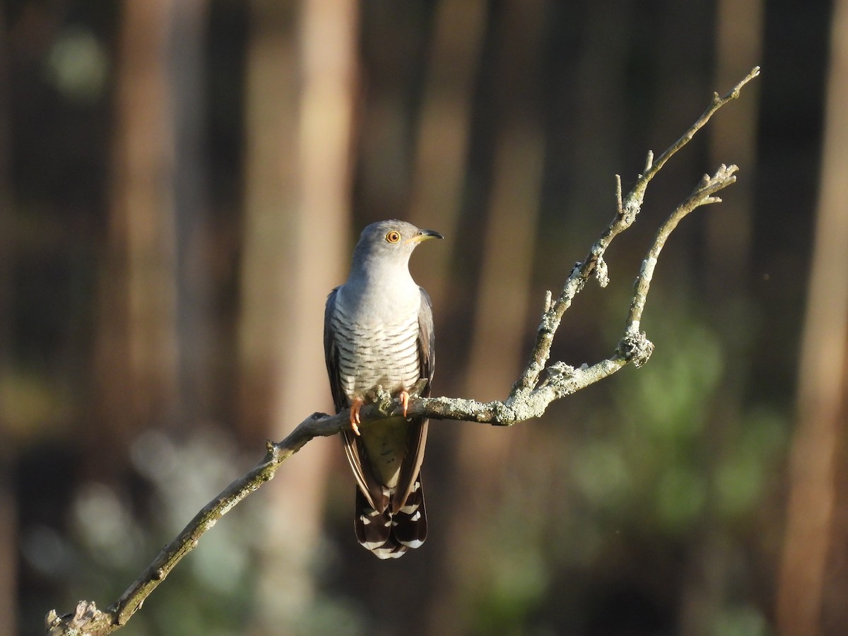 Common Cuckoo - ML551386751