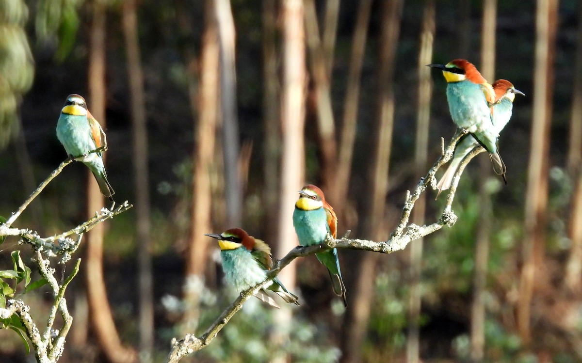 European Bee-eater - ML551386881