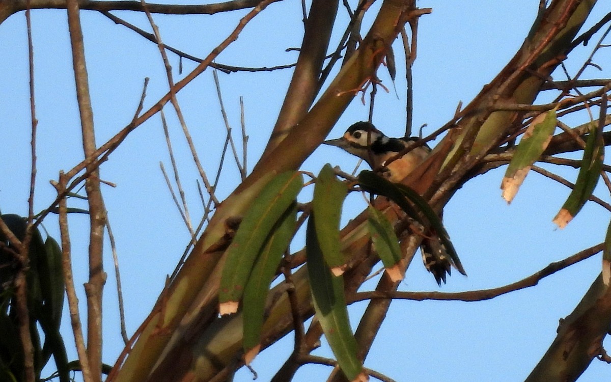 Great Spotted Woodpecker - ML551386961