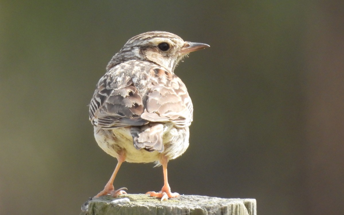 Wood Lark - ML551387041