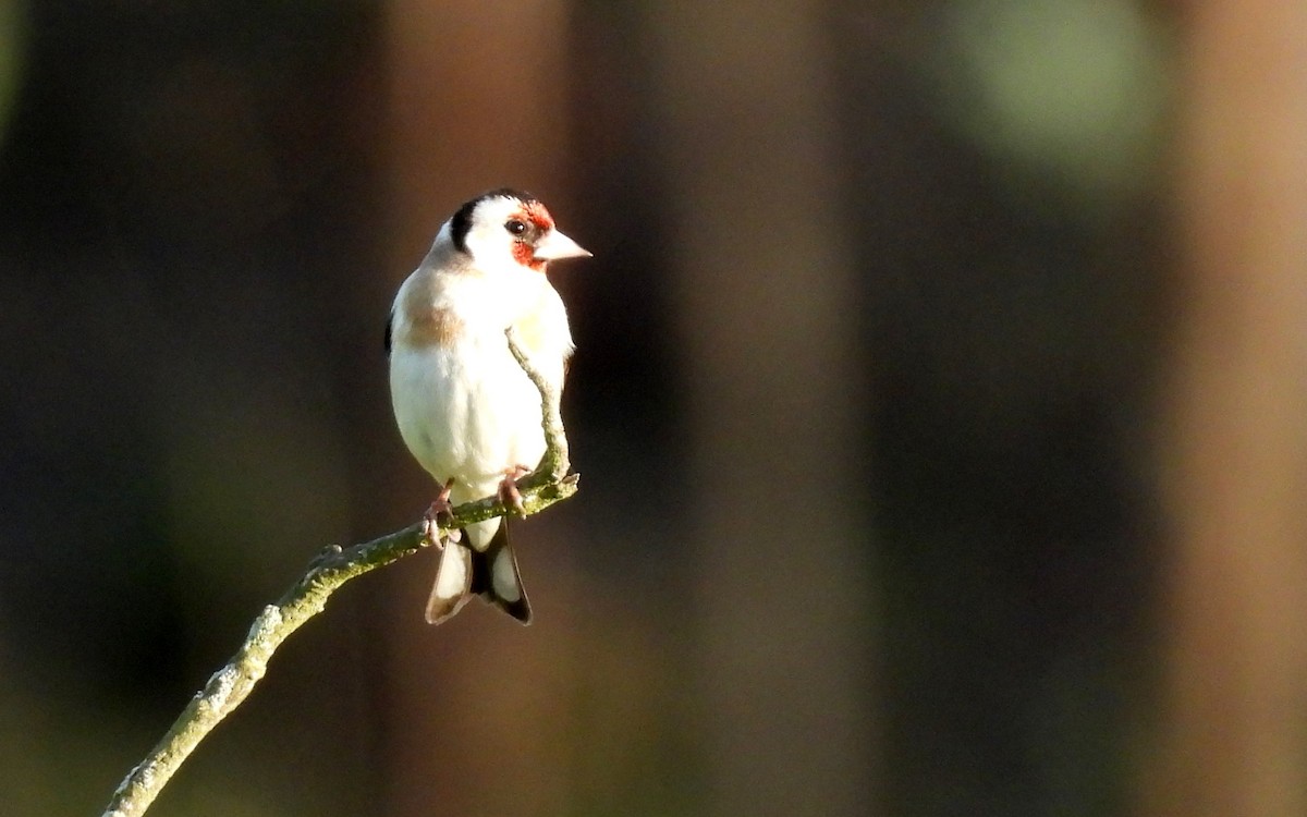 European Goldfinch - ML551387081